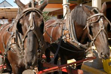 Cartagena (Colombia) Horse Carriage Tour